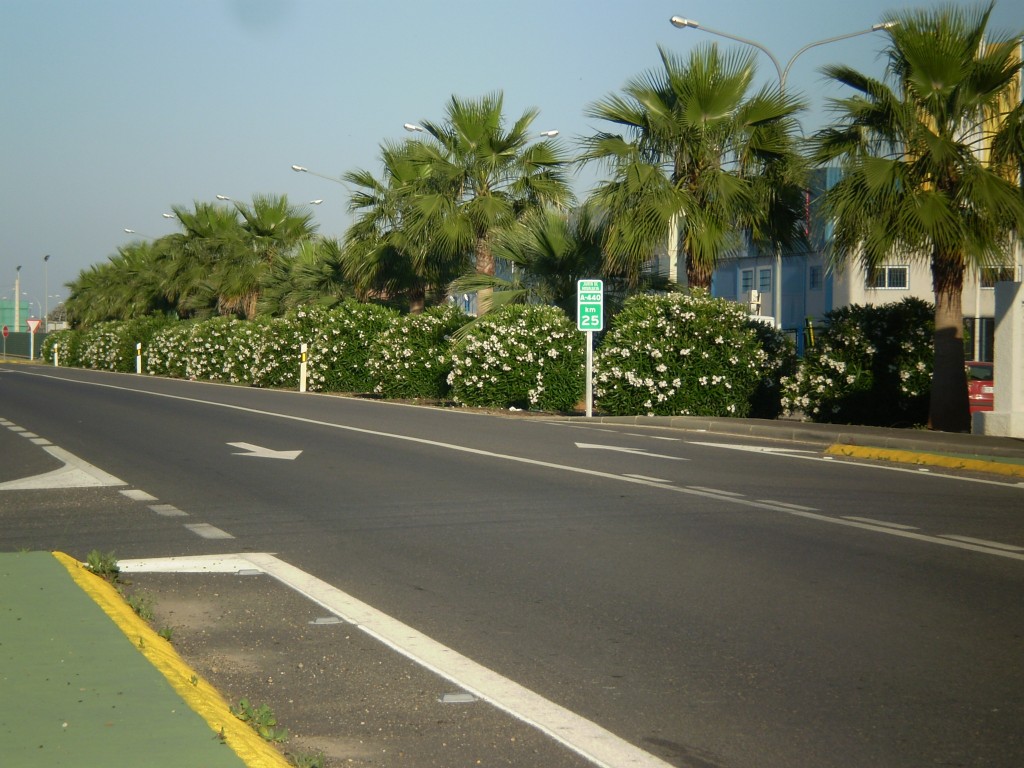 Foto: PELOCAQUI - Palma Del Rio (Córdoba), España