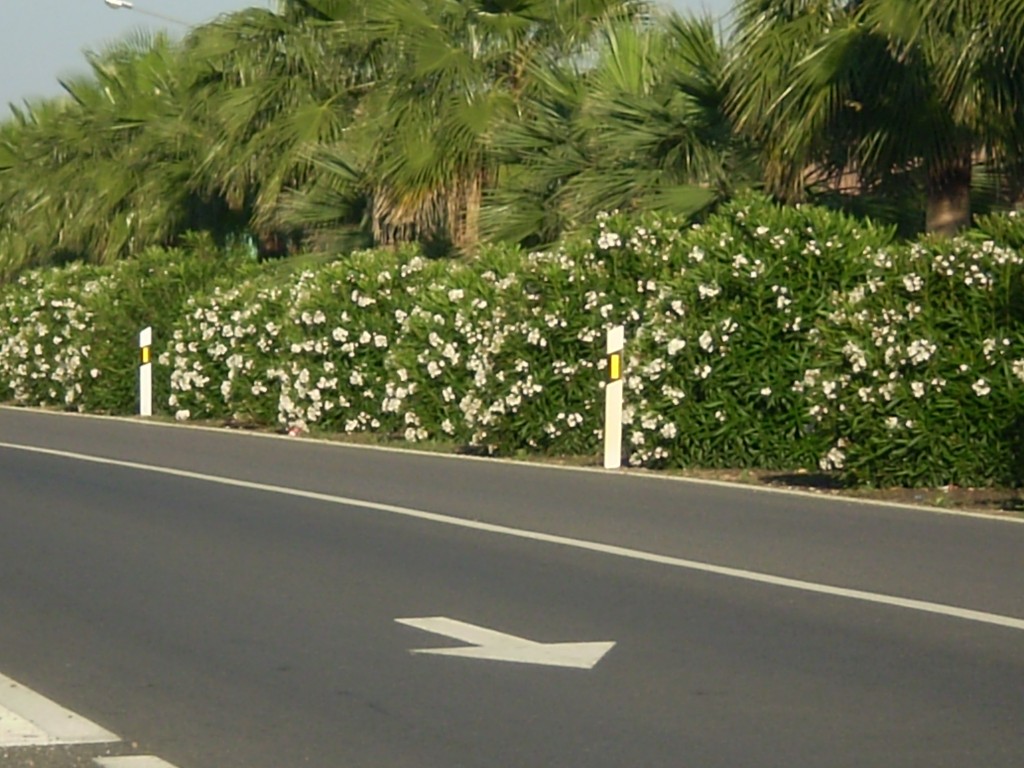 Foto: PELOCAQUI - Palma Del Rio (Córdoba), España