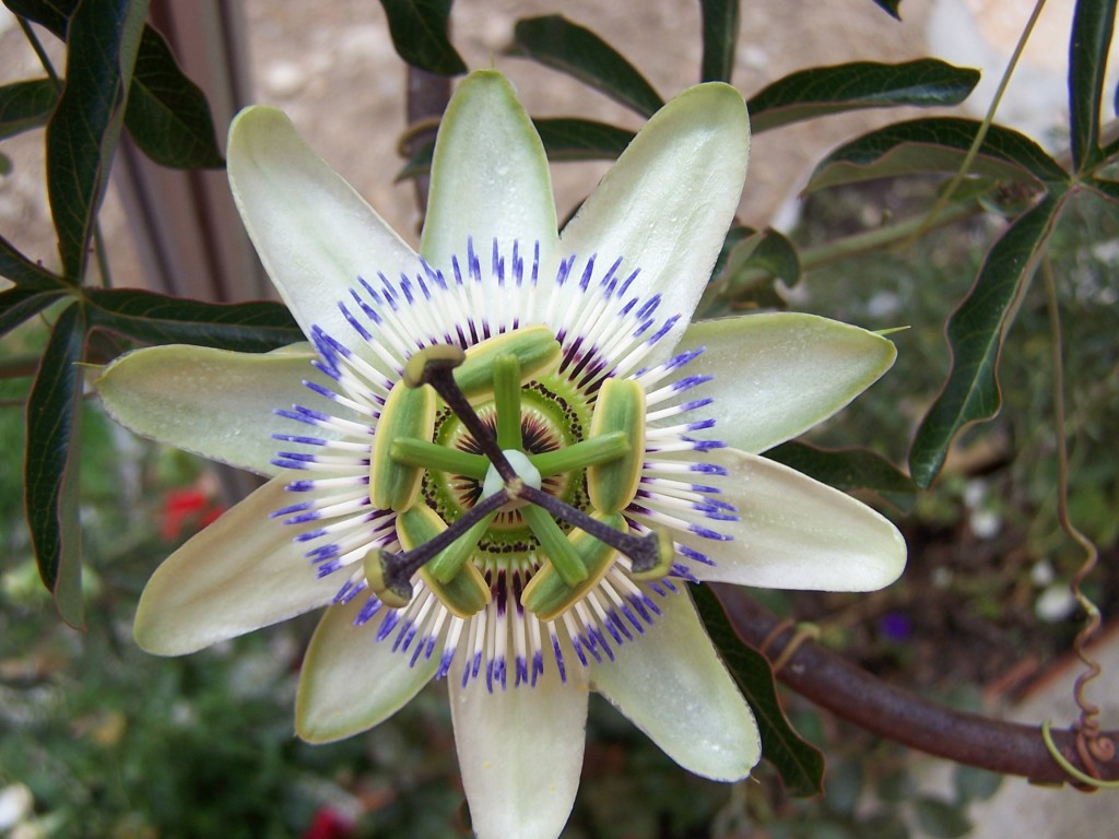Foto: Villares De Yeltes - Villares De Yeltes (Salamanca), España