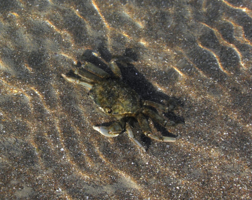 Foto: Cangrejos - Mar Chiquita, Argentina