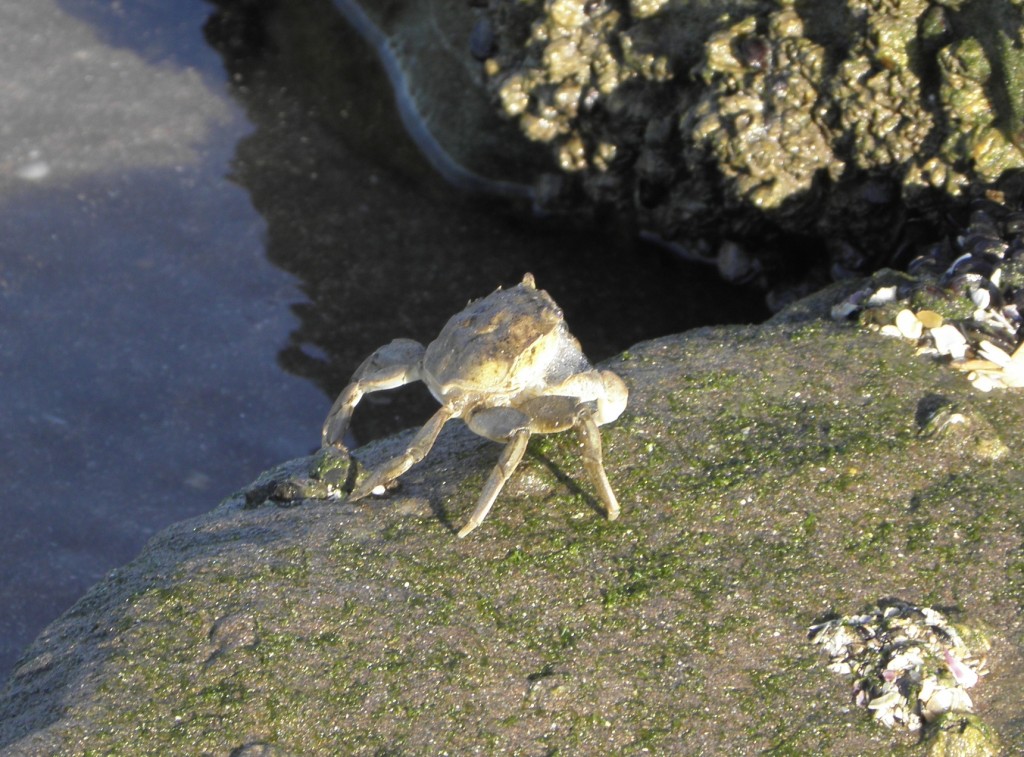 Foto: Cangrejos - Mar Chiquita, Argentina