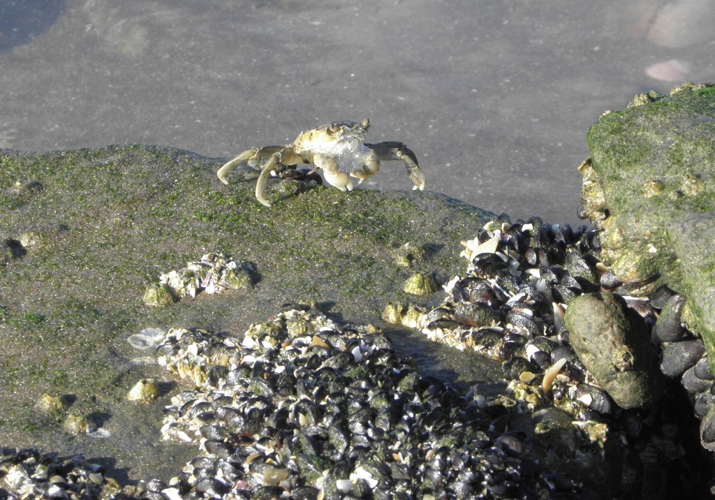 Foto: Cangrejos - Mar Chiquita, Argentina