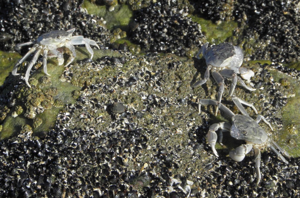 Foto: Cangrejos - Mar Chiquita, Argentina