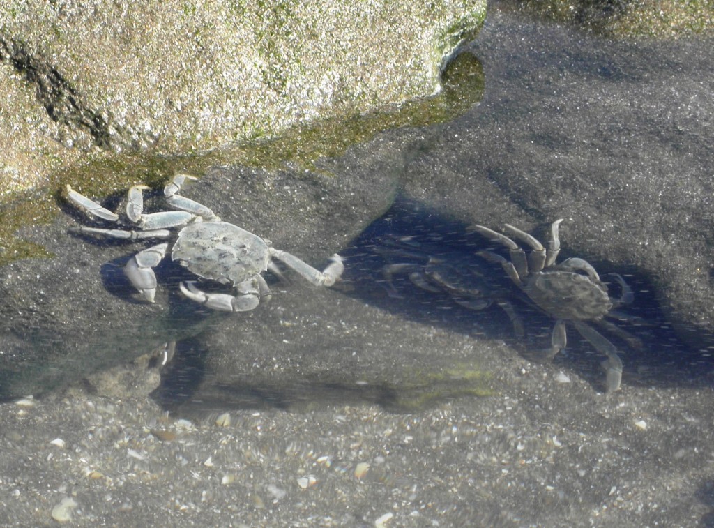 Foto: Cangrejos - Mar Chiquita, Argentina