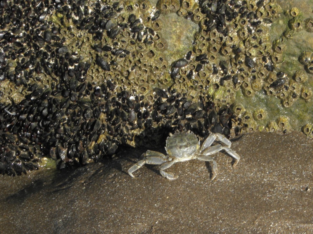 Foto: Cangrejos - Mar Chiquita, Argentina