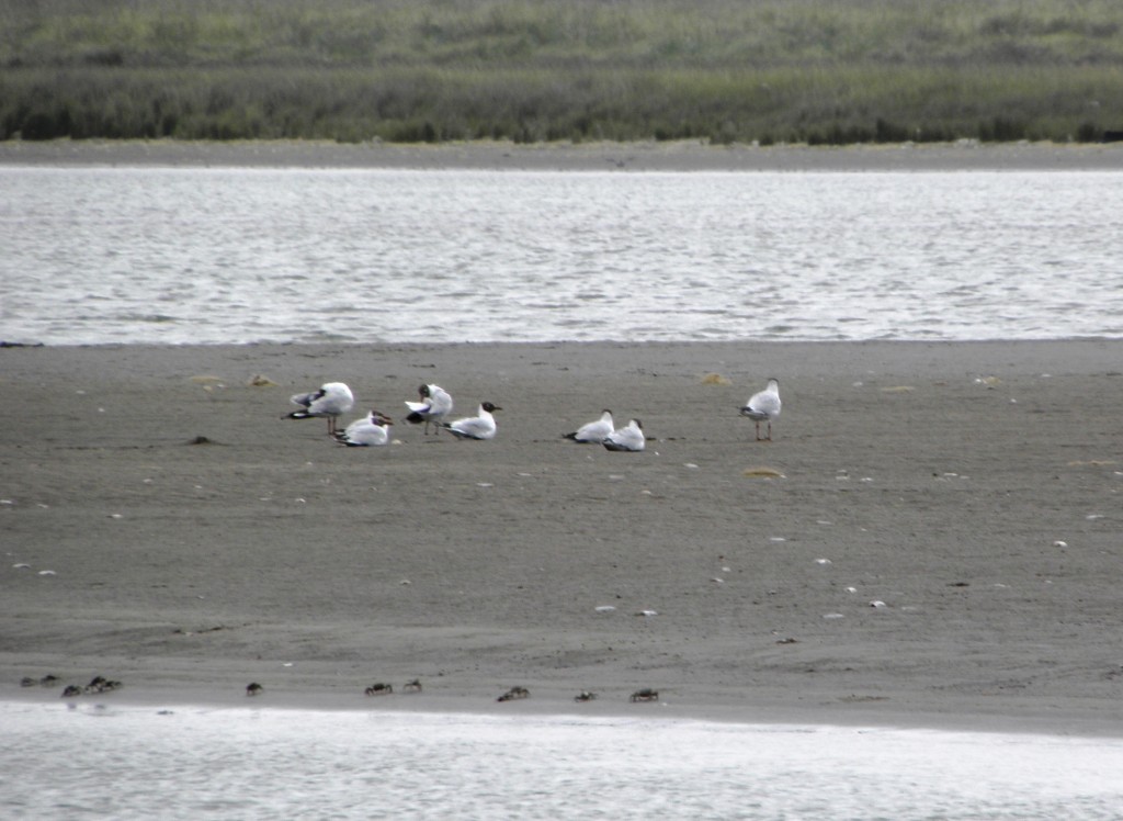 Foto: Albufera - Mar Chiquita, Argentina