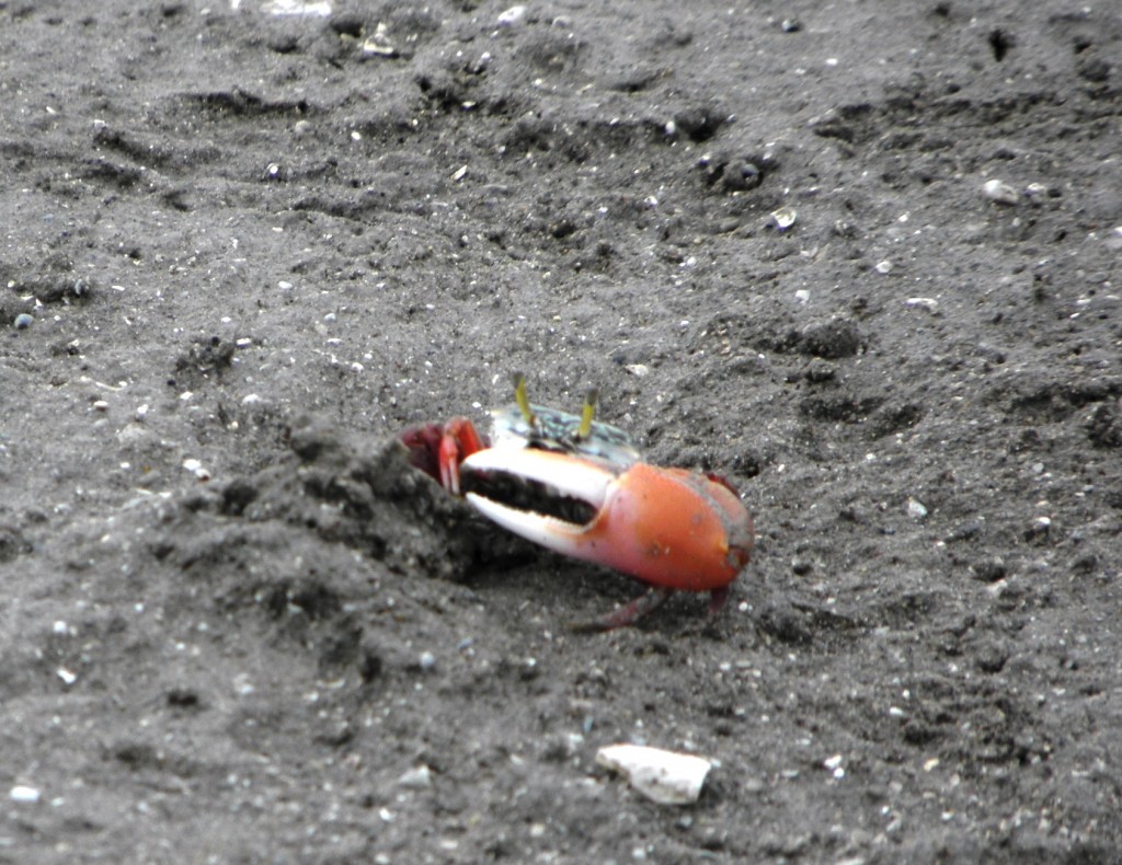 Foto: Cangrejos - Mar Chiquita, Argentina