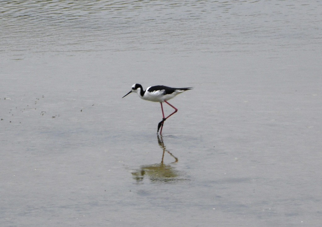 Foto: Albufera - Mar Chiquita, Argentina