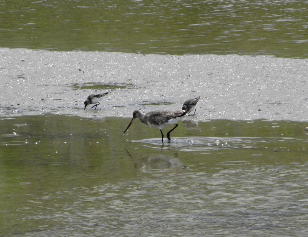 Foto: Albufera - Mar Chiquita, Argentina