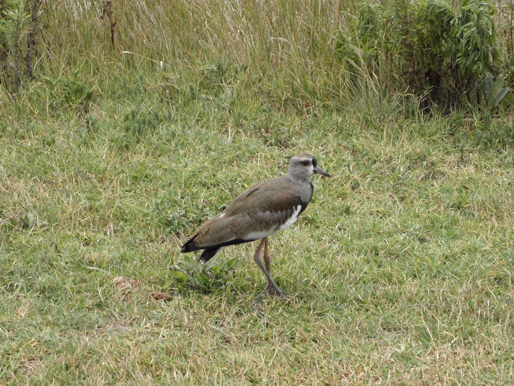 Foto: Albufera - Mar Chiquita, Argentina