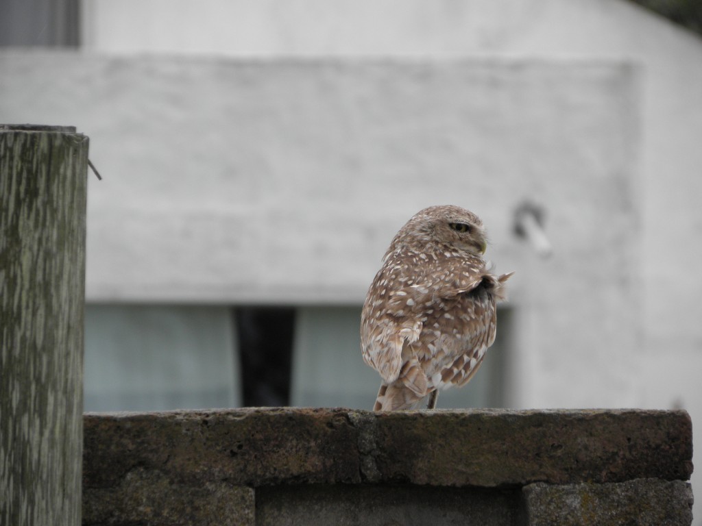 Foto: Lechuza - Mar Chiquita, Argentina