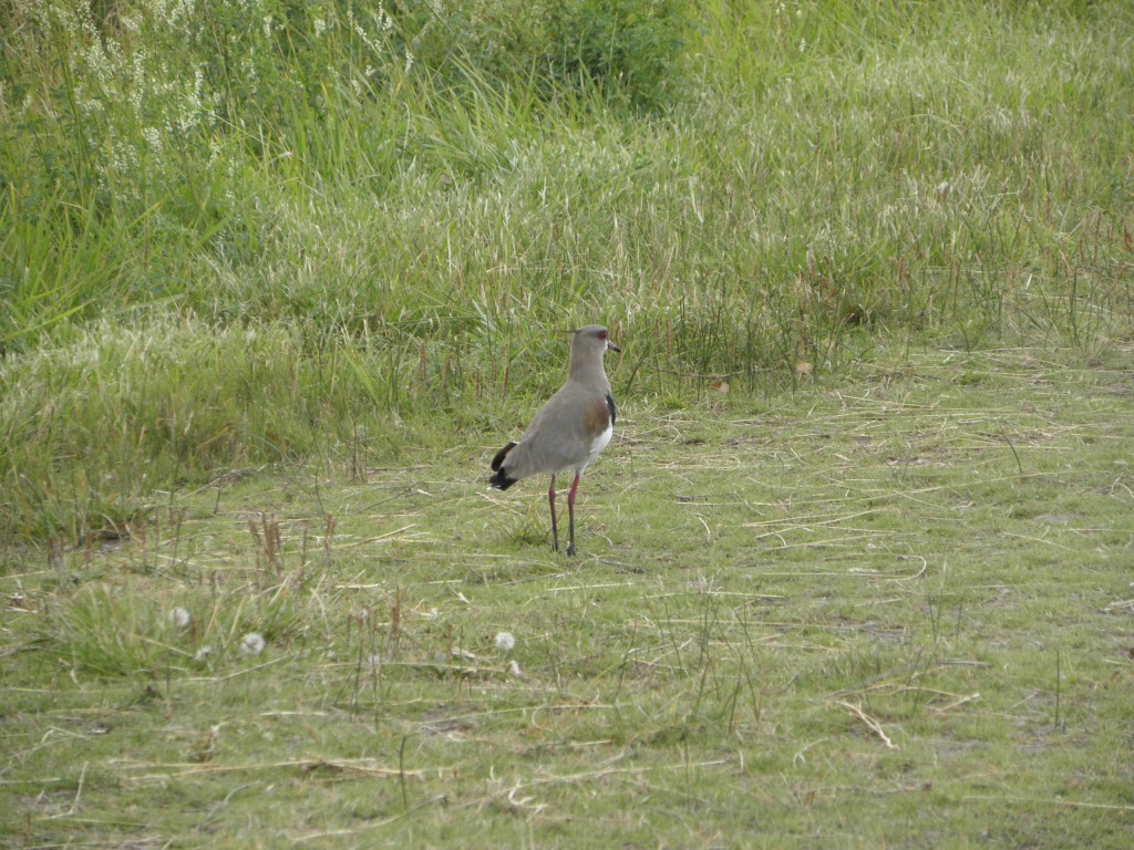Foto: Tero - Mar Chiquita, Argentina