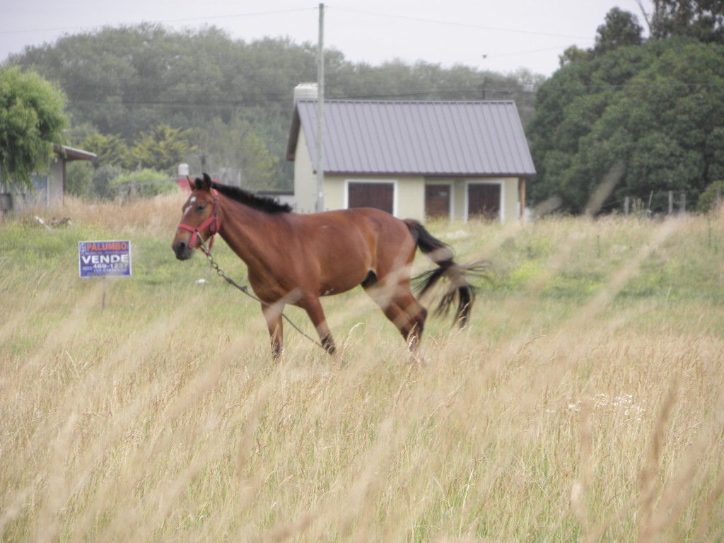 Foto de Mar Chiquita, Argentina