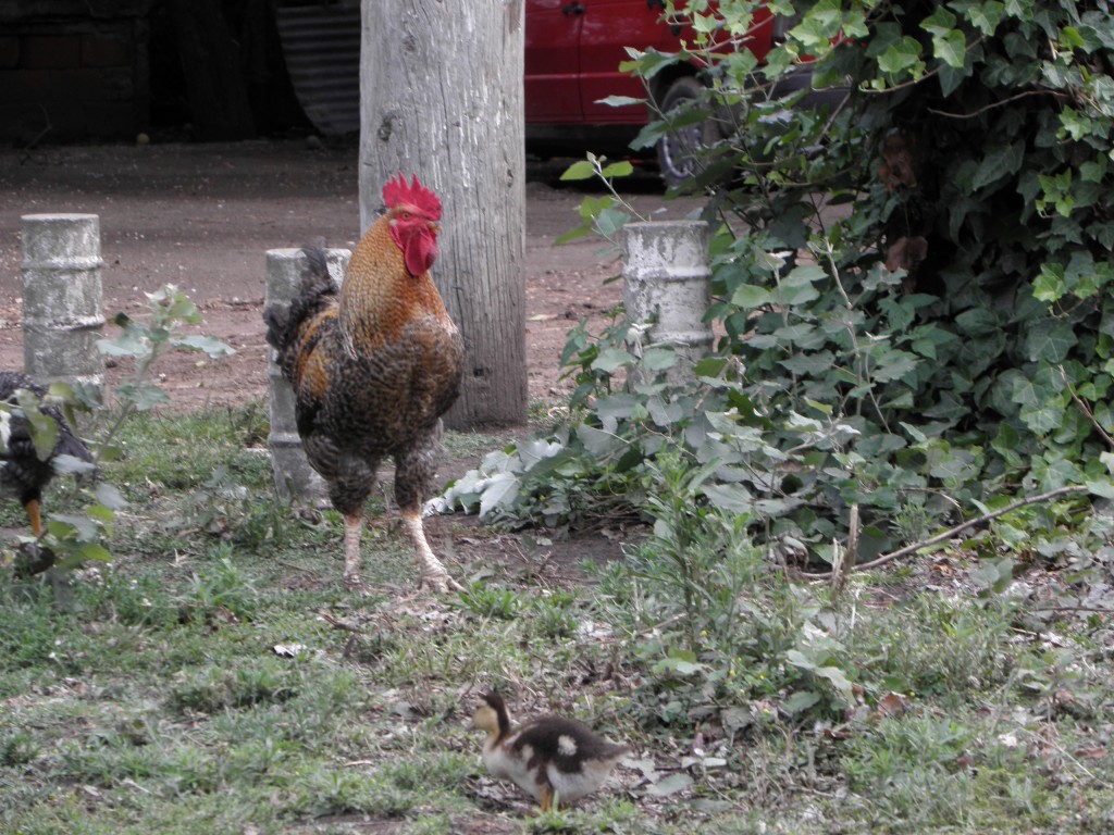 Foto de Mar Chiquita, Argentina
