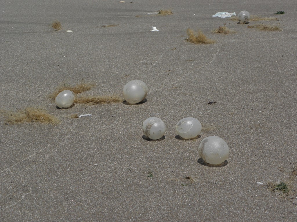 Foto de Mar Chiquita, Argentina