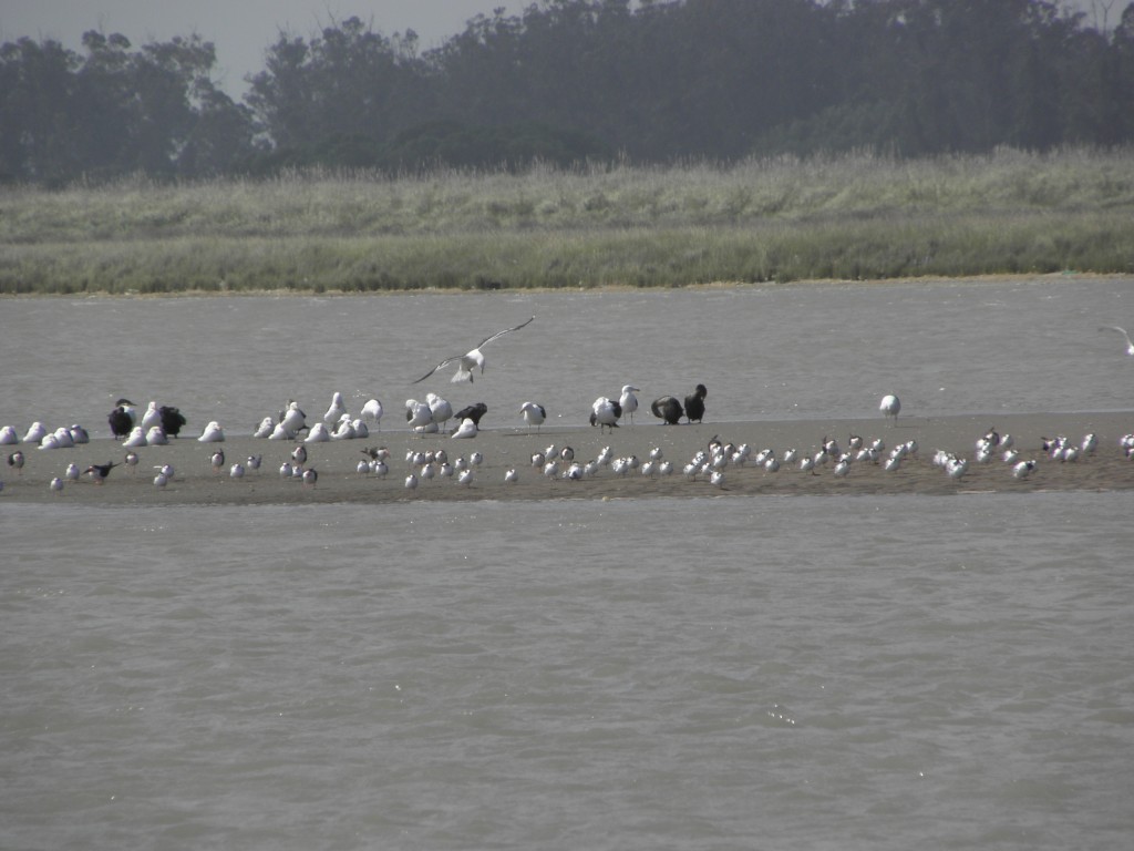 Foto de Mar Chiquita, Argentina