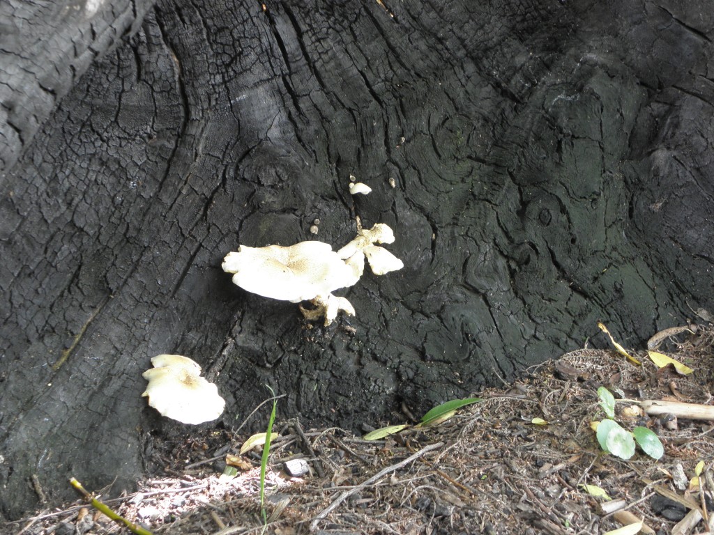 Foto de Mar Chiquita, Argentina