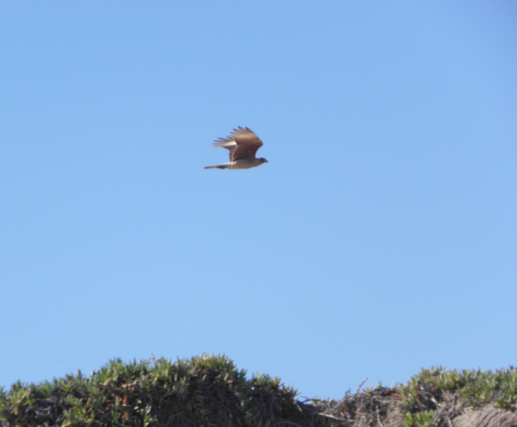 Foto: Chimango - Mar Chiquita, Argentina
