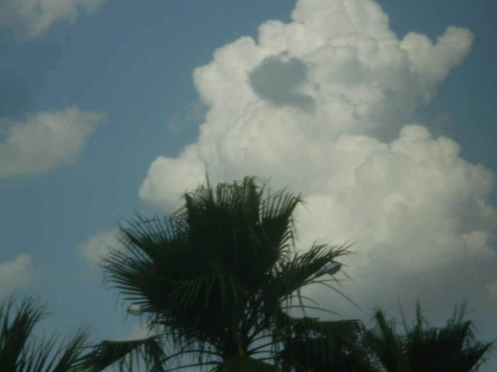 Foto: PELOCAQUI - Palma Del Rio (Córdoba), España