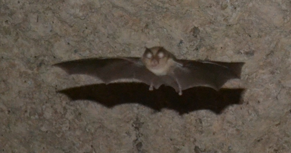 Foto: En Vuelo - Mazarulleque (Cuenca), España