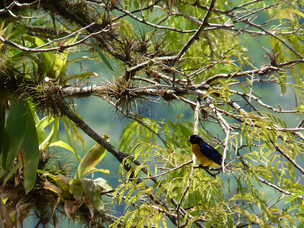 Foto: Pasarela superior. - Cataratas del Iguazú (Misiones), Argentina