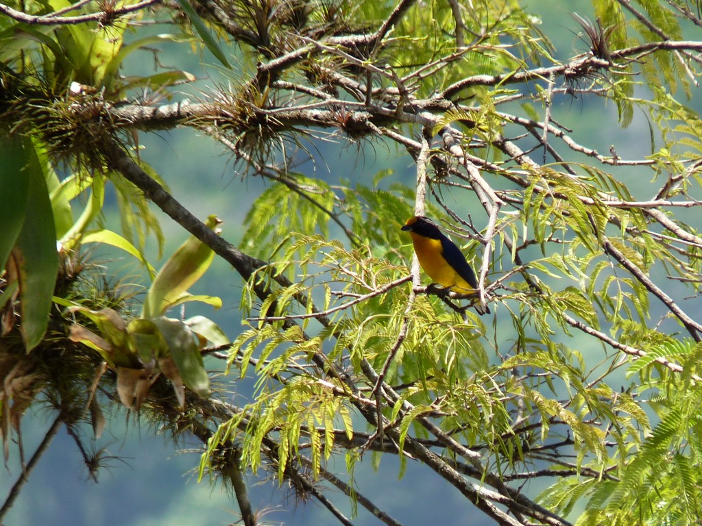 Foto: Pasarela superior. - Cataratas del Iguazú (Misiones), Argentina