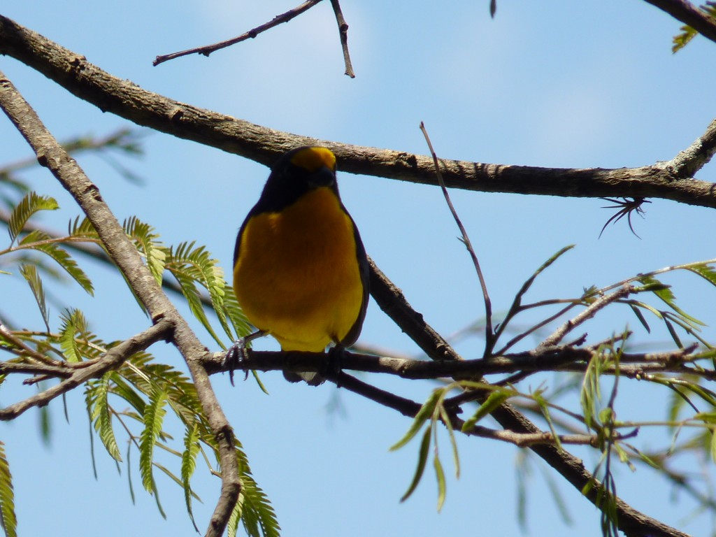 Foto: Tangará común. - Cataratas del Iguazú (Misiones), Argentina