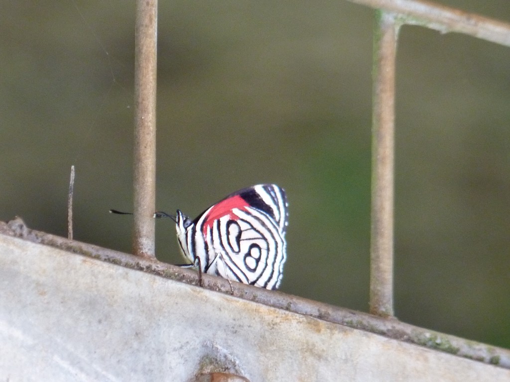 Foto de Cataratas del Iguazú (Misiones), Argentina