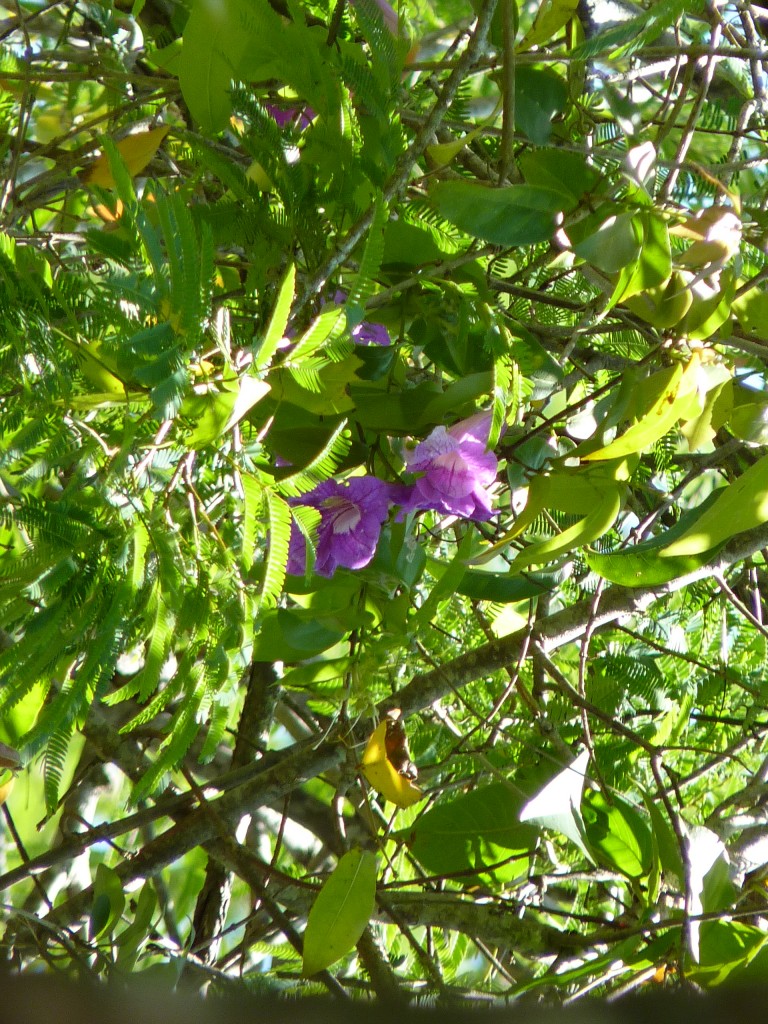 Foto: Flores - Cataratas del Iguazú (Misiones), Argentina