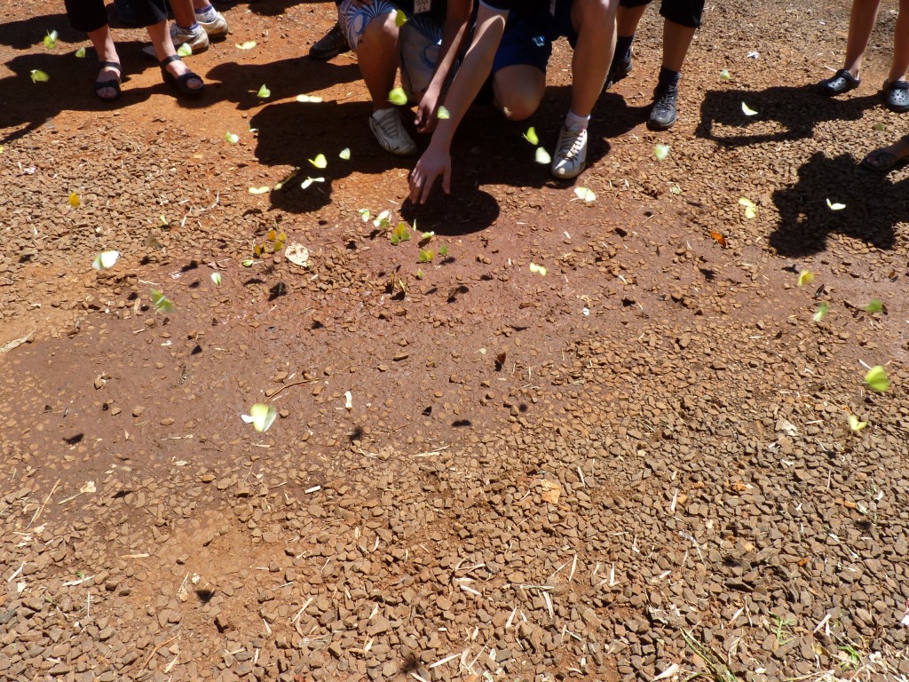 Foto: Mariposas - Cataratas del Iguazú (Misiones), Argentina