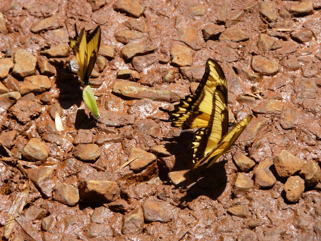 Foto: Mariposas - Cataratas del Iguazú (Misiones), Argentina