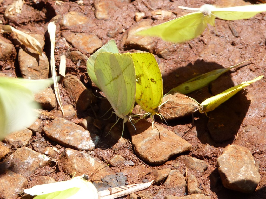 Foto: Mariposas - Cataratas del Iguazú (Misiones), Argentina