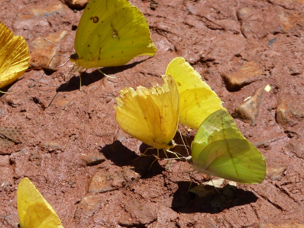 Foto: Mariposas - Cataratas del Iguazú (Misiones), Argentina