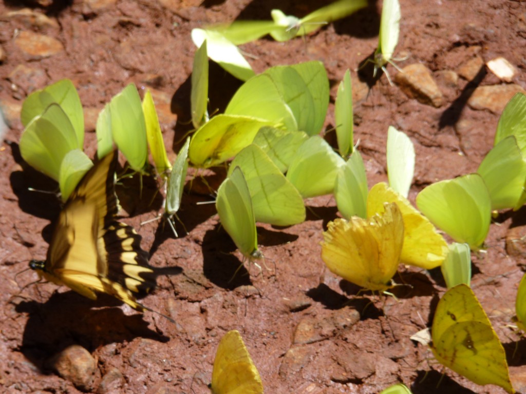 Foto: Mariposas - Cataratas del Iguazú (Misiones), Argentina