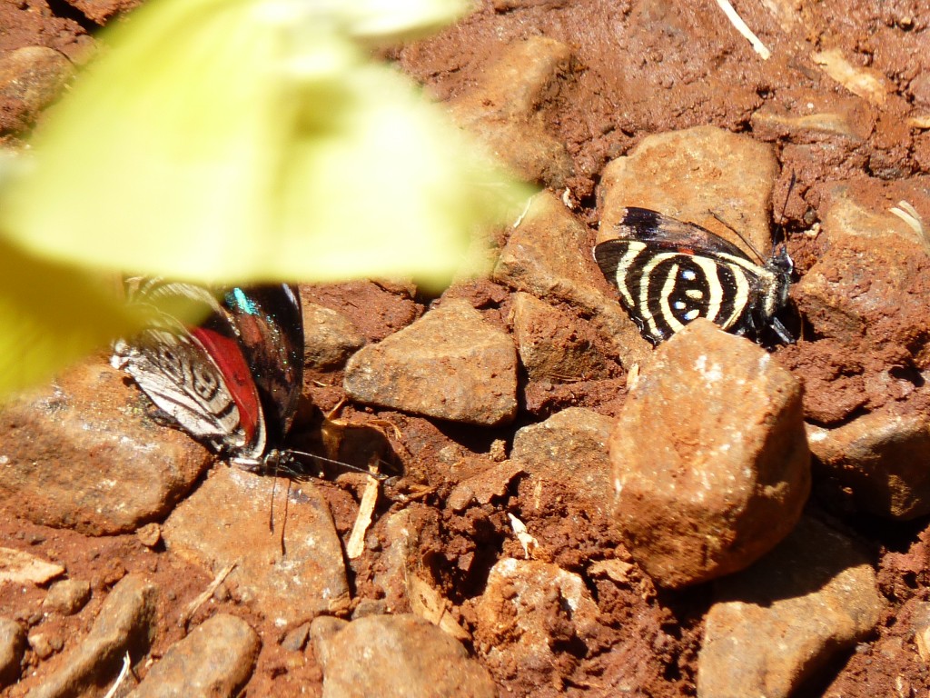 Foto: Mariposas - Cataratas del Iguazú (Misiones), Argentina