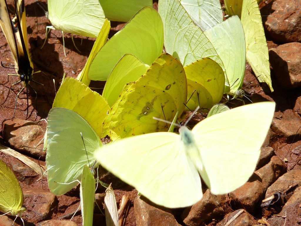 Foto: Mariposas - Cataratas del Iguazú (Misiones), Argentina