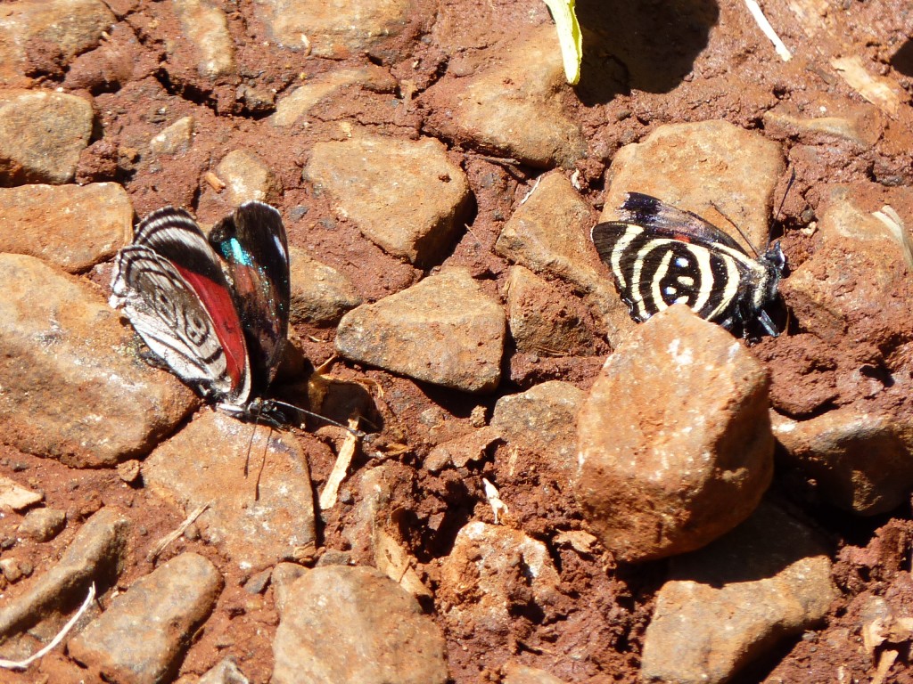 Foto: Mariposas - Cataratas del Iguazú (Misiones), Argentina