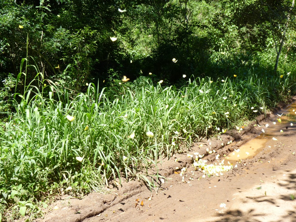 Foto: Mariposas - Cataratas del Iguazú (Misiones), Argentina