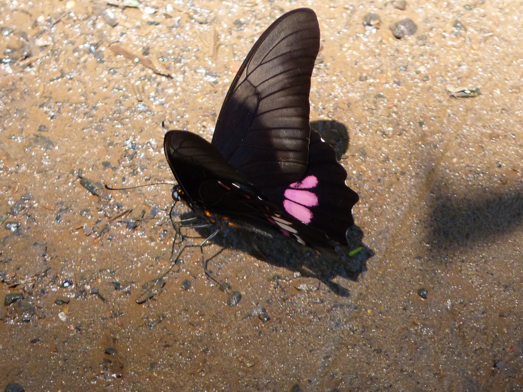 Foto: Mariposas - Cataratas del Iguazú (Misiones), Argentina