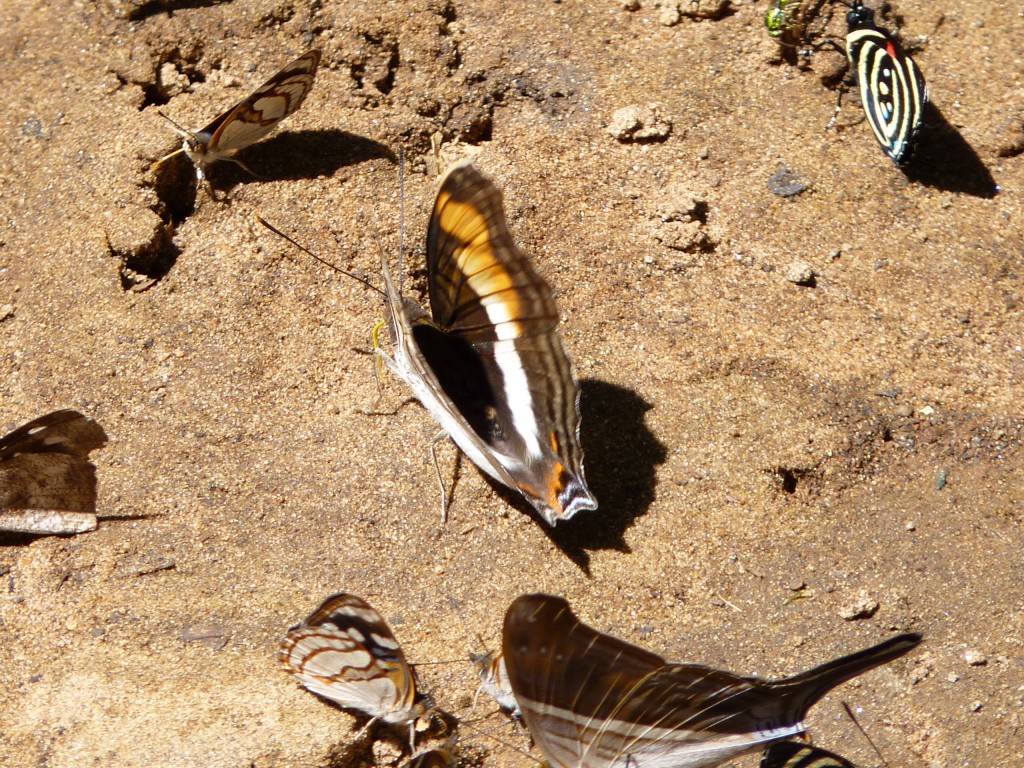 Foto: Mariposas - Cataratas del Iguazú (Misiones), Argentina