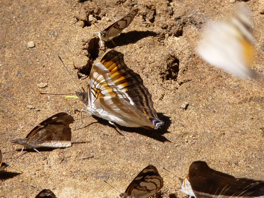 Foto: Mariposas - Cataratas del Iguazú (Misiones), Argentina
