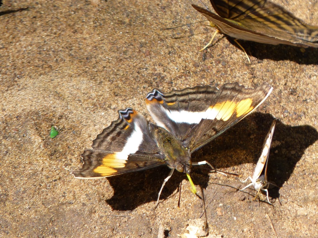 Foto: Mariposas - Cataratas del Iguazú (Misiones), Argentina