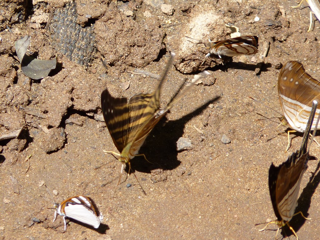 Foto: Mariposas - Cataratas del Iguazú (Misiones), Argentina