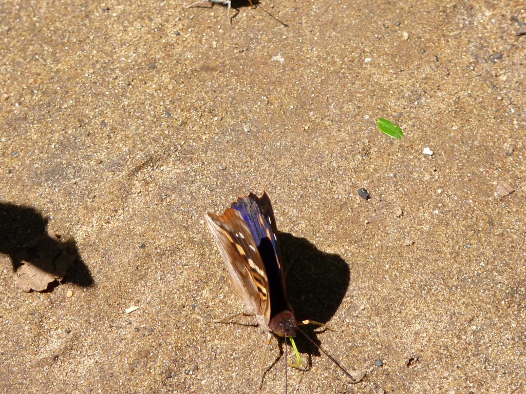 Foto: Mariposas - Cataratas del Iguazú (Misiones), Argentina