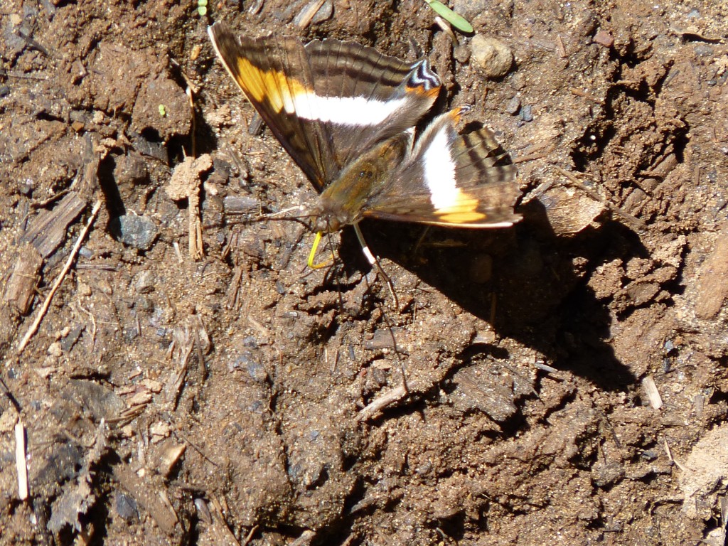 Foto: Mariposas - Cataratas del Iguazú (Misiones), Argentina