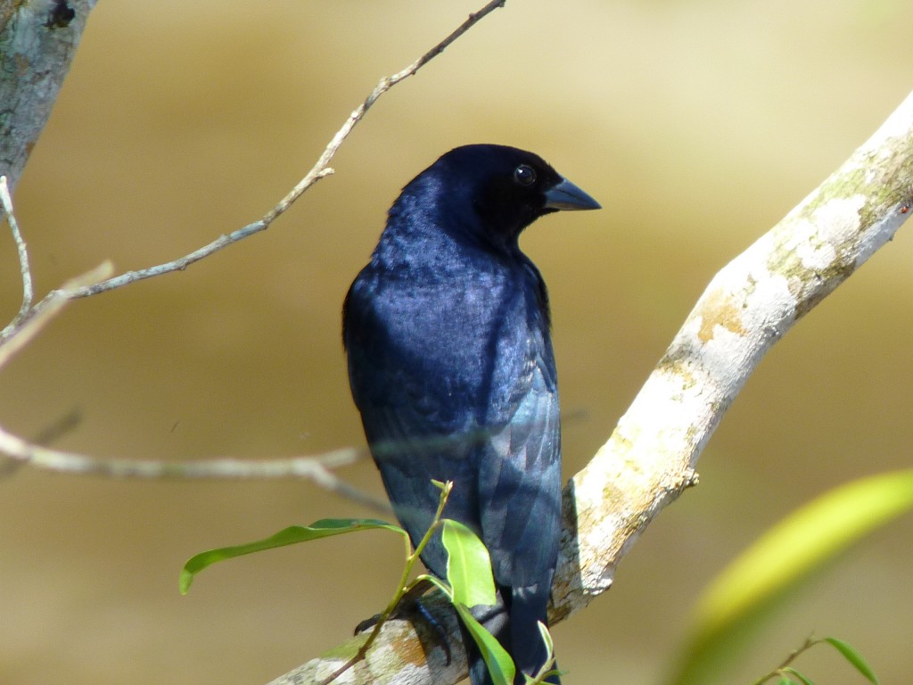 Foto: Tordo - Cataratas del Iguazú (Misiones), Argentina