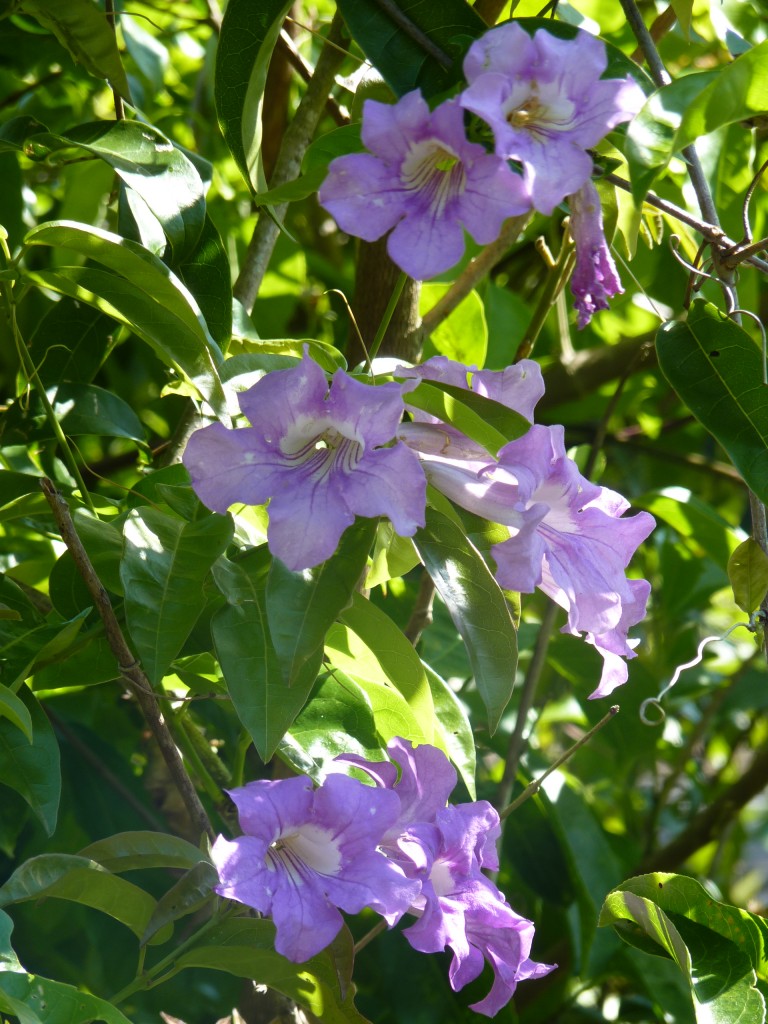 Foto: Garganta del diablo. - Cataratas del Iguazú (Misiones), Argentina
