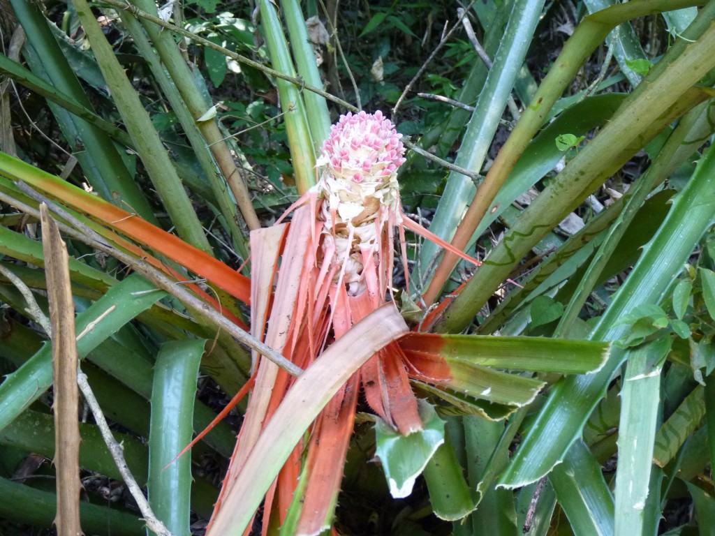 Foto: Sendero Macuco - Cataratas del Iguazú (Misiones), Argentina