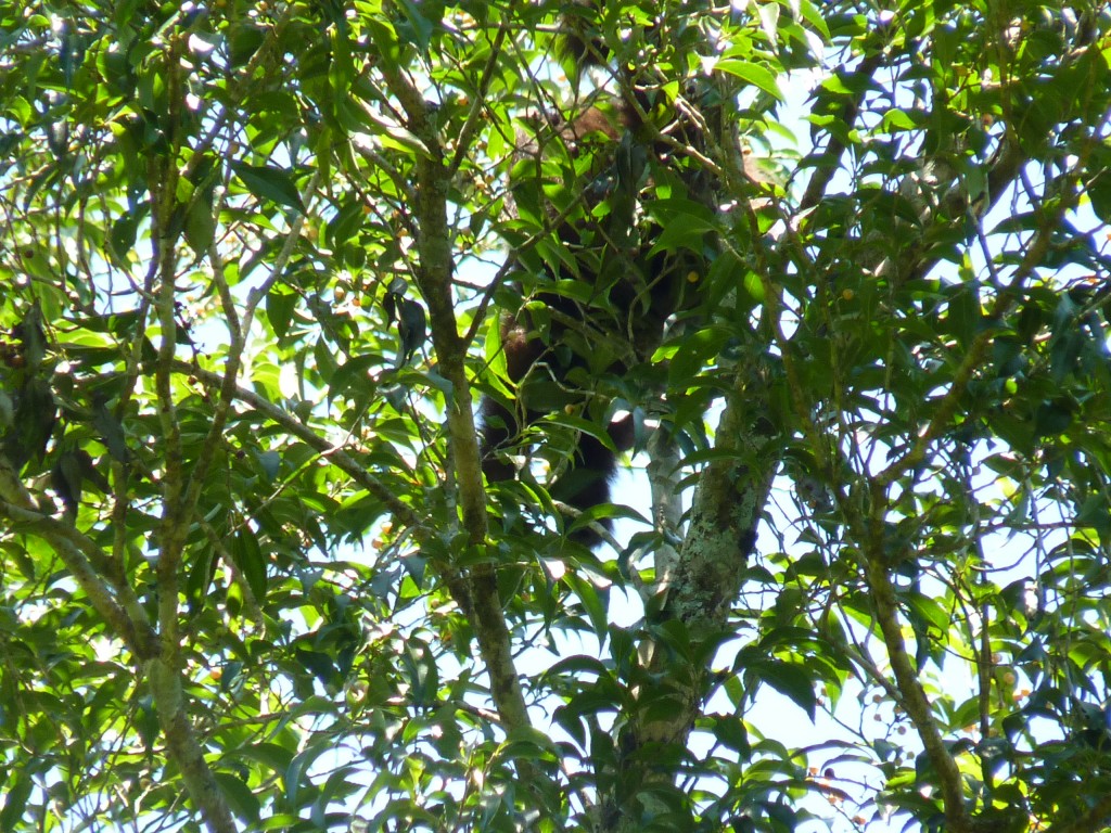 Foto: Sendero Macuco - Cataratas del Iguazú (Misiones), Argentina