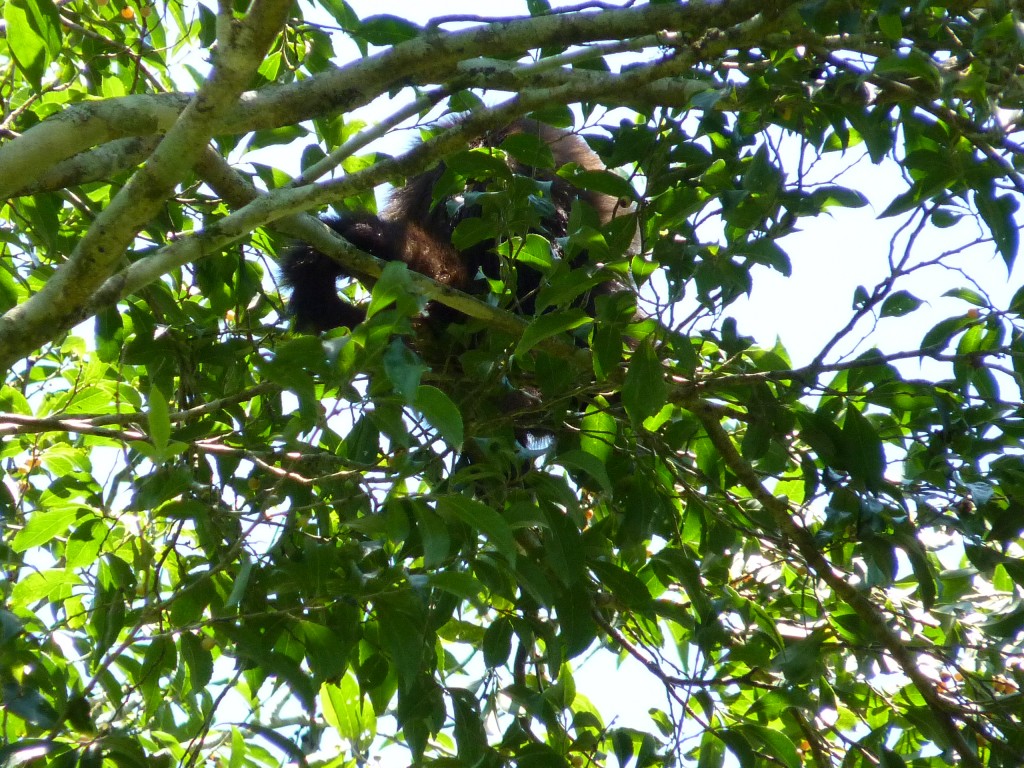 Foto: Sendero Macuco - Cataratas del Iguazú (Misiones), Argentina